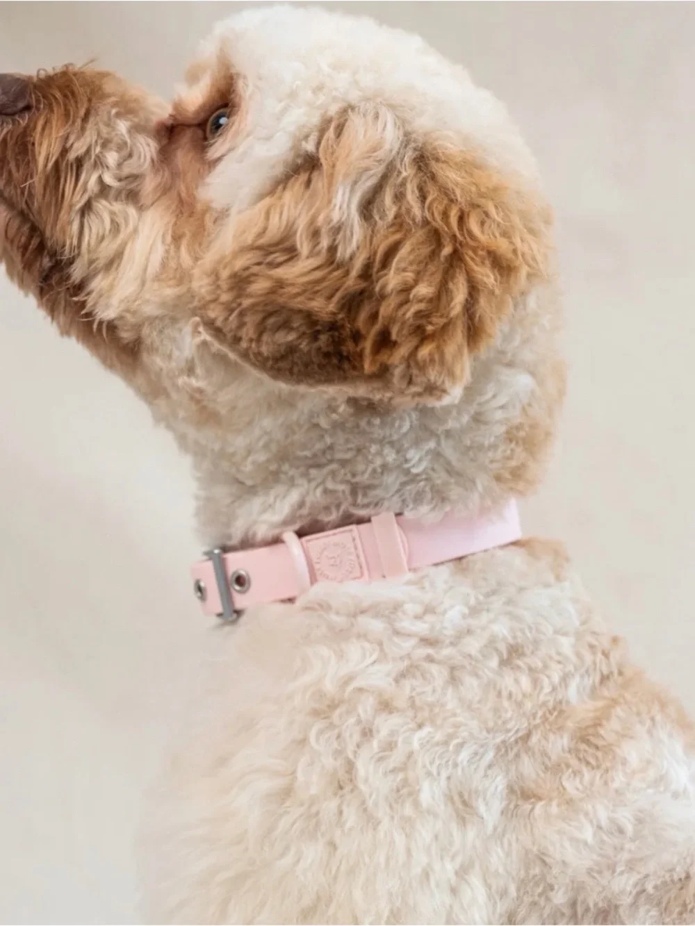 FURRY MUSE Wander! Collar 2.0 - Blossom